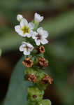 Salt heliotrope